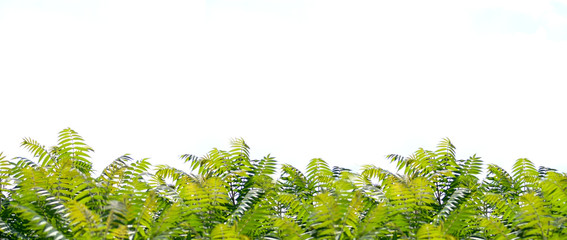 Tropischer Urwald