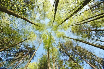 Foto op Plexiglas bomen in het bos © Stepan Jezek