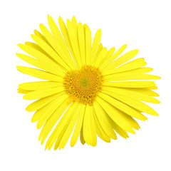 Yellow daisy heart