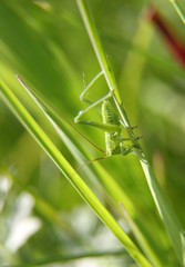 grasshopper