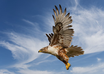 Ferruginous Hawk - obrazy, fototapety, plakaty