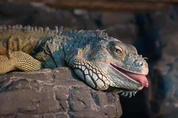 Iguana lying on a rock with its tongue out