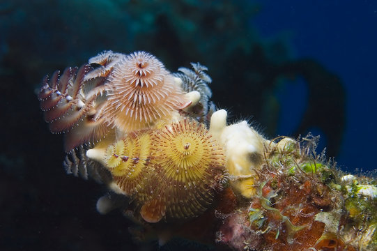 A Bouquet of Christmas Tree Worms