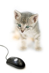Curious cat and mouse - 7696729