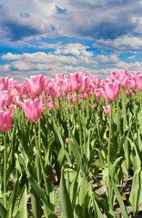 Tulips rising up to the sun, green field on background