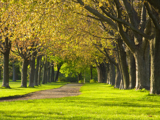 Naklejka premium Path in a park