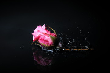 pink rose splash
