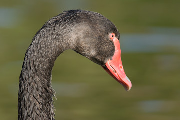 Fototapeta premium Close-up of a Black Swan