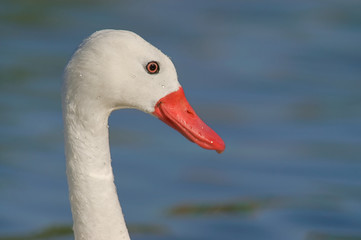 Coscoroba Swan (Coscoroba coscoroba)
