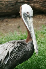 Pelican