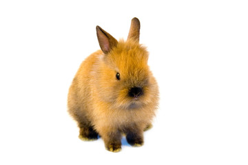 Brown small rabbit isolated on  a white background