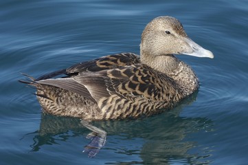 Female eider. 