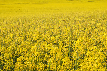 Obraz premium beautiful field of spring rape