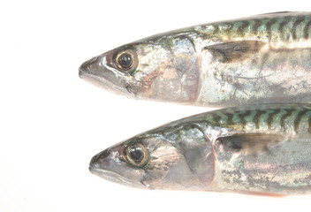 Two mackerel heads