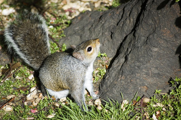 Grey Squirrel