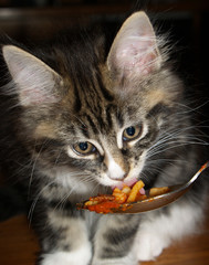 Chaton mangeant des spaghettis