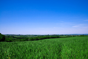 Growing crops under clear blue sky