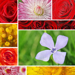 Collage of flower textures and backgrounds