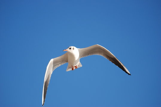 grace et liberte