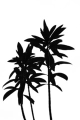 Obraz premium black white plant