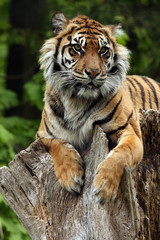 Resting Tiger