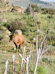 country landscape with fence and cow
