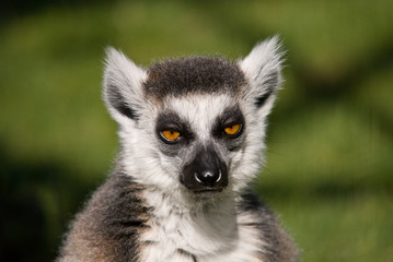 Obraz premium Lemure Katta Catta