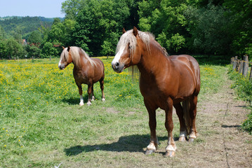 Obraz premium Schwarzwälder Füchse auf der Koppel