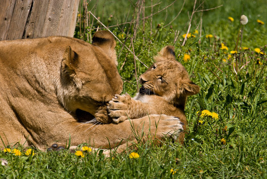 Leonessa con cucciolo di leone