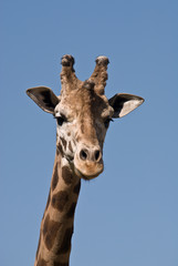 Giraffa