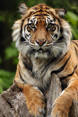 Beautiful Tiger