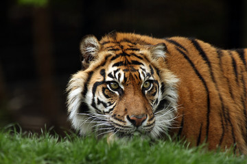 Fototapeta na wymiar Tiger Na Trawie