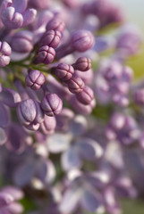 Macro Stock Photo of a Common Lilac Syringa vulgaris