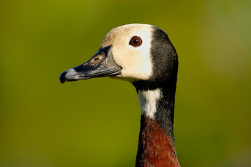White-faced Whistling-Duck (Dendrocygna viduata)
