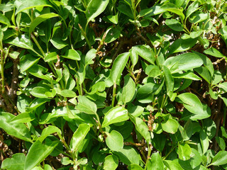 Green Leaves 