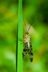 Wasp