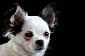 Fototapeta premium black white chihuahua puppy