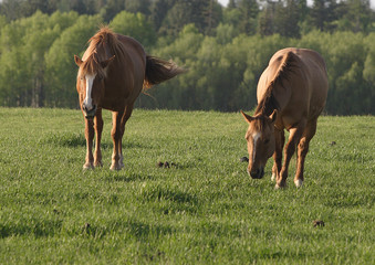 Two horse graze together in a field.