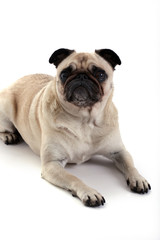 Obraz premium Pug Dreams