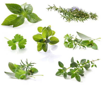 Herb Collection