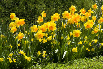 Daffodils