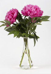 Pfingstrosen in Glasvase