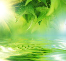 Fresh green leaves over water