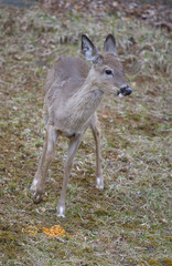 hungry deer