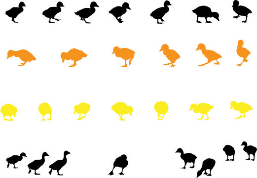 duckling silhouette collection for designers