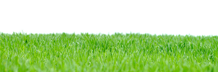 Gras 21