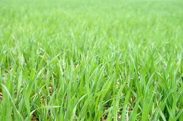 Gras 8