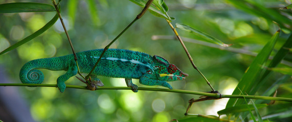 cameleon l'endormi © berdoulat jerome