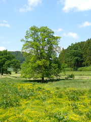 Bl&uuml;hende Wiese im Mai