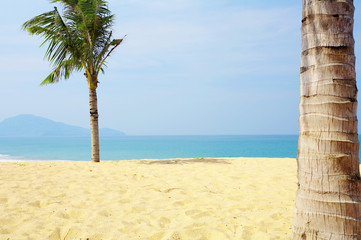 palms and sea 